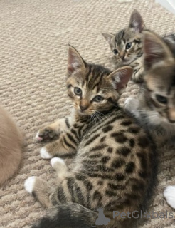 Photo №1. munchkin - for sale in the city of Munich | negotiated | Announcement № 161183