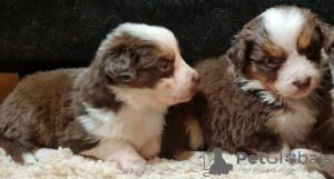 Photo №3. Australian Shephered puppies. United States