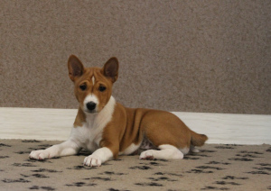 Photo №1. basenji - for sale in the city of Москва | 700$ | Announcement № 3574