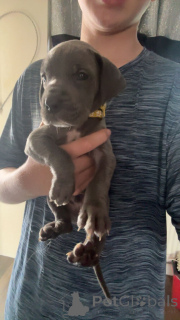 Photo №2 to announcement № 175104 for the sale of great dane - buy in Germany private announcement