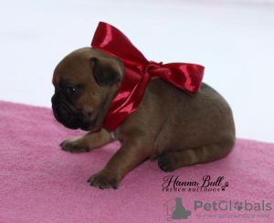 Photo №1. french bulldog - for sale in the city of Москва | 615$ | Announcement № 9389