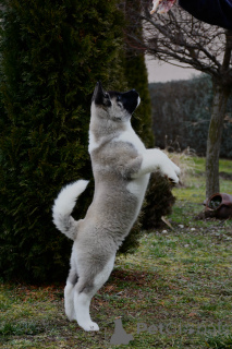 Photo №2 to announcement № 135425 for the sale of american akita - buy in Serbia breeder