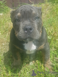 Photo №4. I will sell american bully in the city of Ivanovo. from nursery - price - 966$
