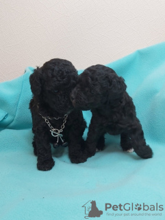 Photo №1. poodle (toy) - for sale in the city of Minsk | 321$ | Announcement № 75250