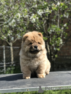 Photo №2 to announcement № 138982 for the sale of chow chow - buy in Serbia breeder