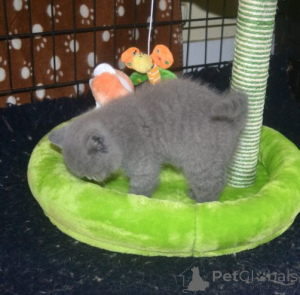 Photo №2 to announcement № 174809 for the sale of british shorthair - buy in Germany private announcement