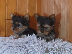 Photo №1. yorkshire terrier - for sale in the city of Helsinki | Is free | Announcement № 93036