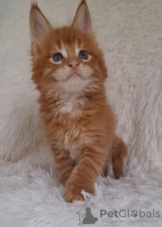 Photo №1. maine coon - for sale in the city of Дармштадт | negotiated | Announcement № 109462