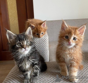 Photo №1. maine coon - for sale in the city of Торонто | 211$ | Announcement № 88614