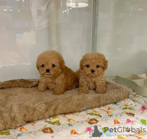 Photo №3. Teacup maltipoo puppies. Denmark