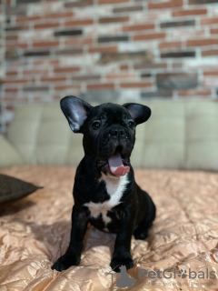 Photo №4. I will sell french bulldog in the city of Cologne. private announcement - price - 380$
