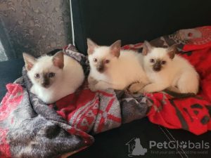 Photo №3. Siamese cats for sale. Germany