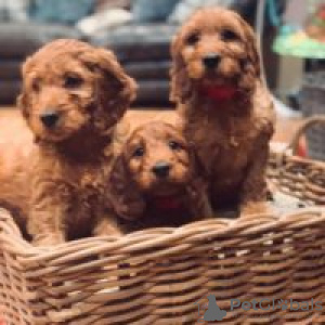 Photo №1. non-pedigree dogs - for sale in the city of Антверпен | negotiated | Announcement № 123299