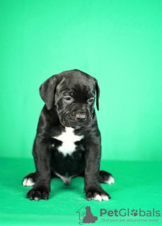 Additional photos: Cane Corso puppies for sale