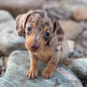 Photo №3. Dachshund puppies for sale. Australia