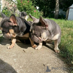 Photo №2 to announcement № 171952 for the sale of boston terrier - buy in Netherlands private announcement