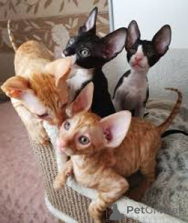 Photo №1. cornish rex - for sale in the city of Helsinki | 516$ | Announcement № 178362