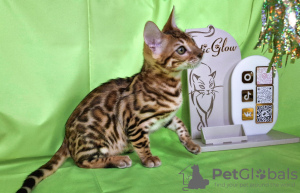 Additional photos: Bengal kitten