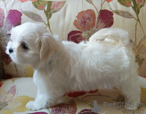 Photo №2 to announcement № 13952 for the sale of maltese dog - buy in Ukraine from nursery