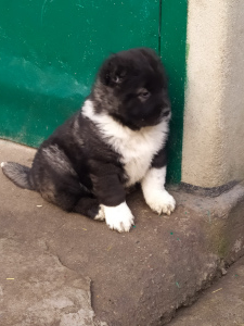 Photo №1. caucasian shepherd dog - for sale in the city of Smila | 432$ | Announcement № 4646