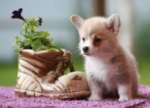 Photo №2 to announcement № 2515 for the sale of welsh corgi - buy in Russian Federation from nursery, breeder