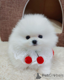 Photo №1. pomeranian - for sale in the city of Афины | 158$ | Announcement № 37344