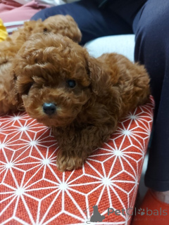 Photo №3. Red Toy Teacup Poodle. Serbia