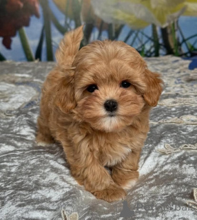 Photo №2 to announcement № 163401 for the sale of poodle (dwarf) - buy in Poland breeder