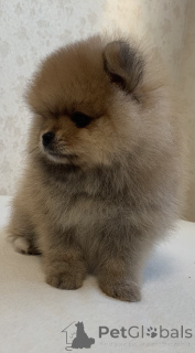 Photo №4. I will sell pomeranian in the city of Tomsk. breeder - price - 355$
