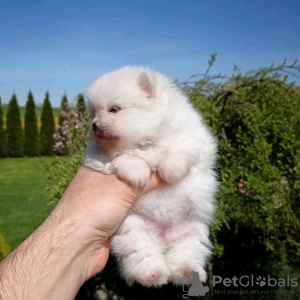 Photo №1. pomeranian - for sale in the city of Texas City | 400$ | Announcement № 55337