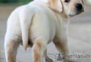 Photo №3. Labrador retriever puppies for sale. Germany