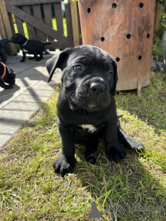 Photo №2 to announcement № 103348 for the sale of cane corso - buy in United States private announcement