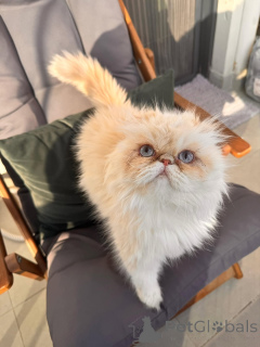 Photo №1. persian cat - for sale in the city of Pécs | 361$ | Announcement № 167928