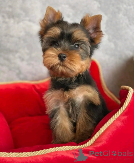 Photo №2 to announcement № 138219 for the sale of yorkshire terrier - buy in United States breeder