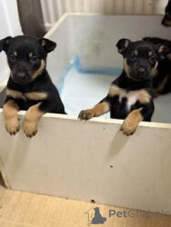 Photo №1. australian kelpie - for sale in the city of Apollo Bay | negotiated | Announcement № 168829