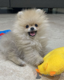 Additional photos: Pomeranian