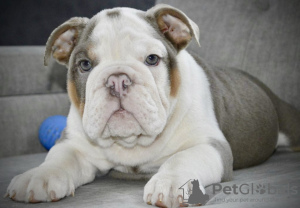 Additional photos: English bulldog puppies