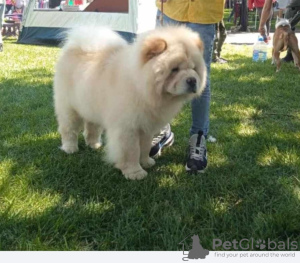 Additional photos: Chow Chow dogs for sale