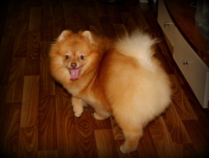 Photo №3. I will sell inexpensively the bred puppy of a spitz.. Russian Federation