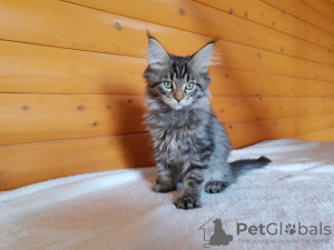 Additional photos: Selling an affectionate Maine Coon kitten, color black tiger