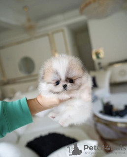 Photo №2 to announcement № 86368 for the sale of pomeranian - buy in United States private announcement