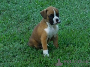 Photo №2 to announcement № 121110 for the sale of  - buy in Germany breeder