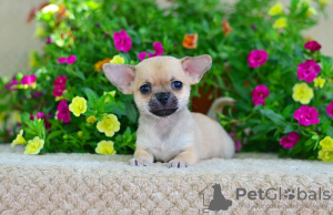 Photo №1. chihuahua - for sale in the city of Москва | 1214$ | Announcement № 7432