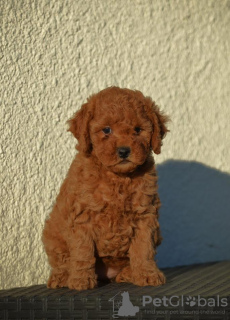 Photo №3. Mini Poodle, red and apricot colors. Serbia