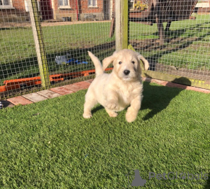 Photo №3. Beautiful golden retriever for free adoption. Germany