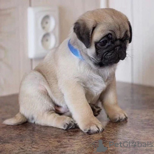 Photo №1. pug - for sale in the city of Задар | negotiated | Announcement № 96364