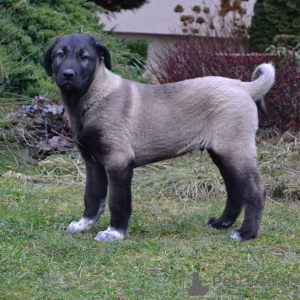 Photo №2 to announcement № 143149 for the sale of non-pedigree dogs - buy in Australia breeder