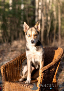 Photo №3. Mini-shisks with eyes from different worlds, this is looking for a house!. Russian Federation