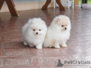Photo №1. pomeranian - for sale in the city of Tallinn | Is free | Announcement № 94141