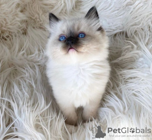 Photo №3. Platfull and Active Ragdoll Kitten For Sale. United States